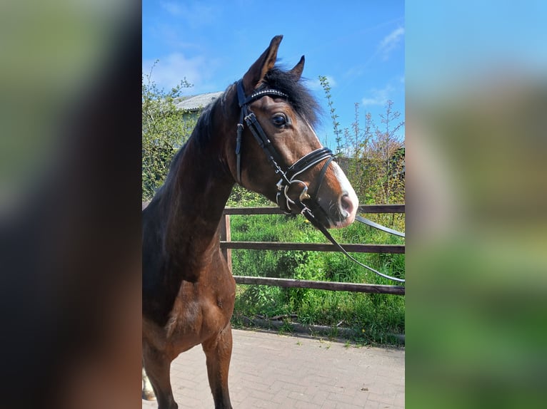 Holsteiner Hongre 4 Ans 164 cm Bai in Viöl