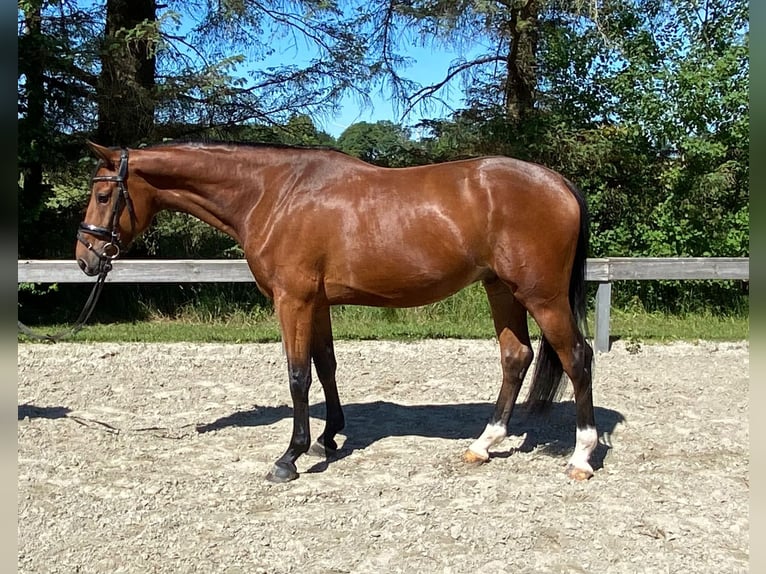 Holsteiner Hongre 4 Ans 164 cm Bai in S&#xFC;derl&#xFC;gum