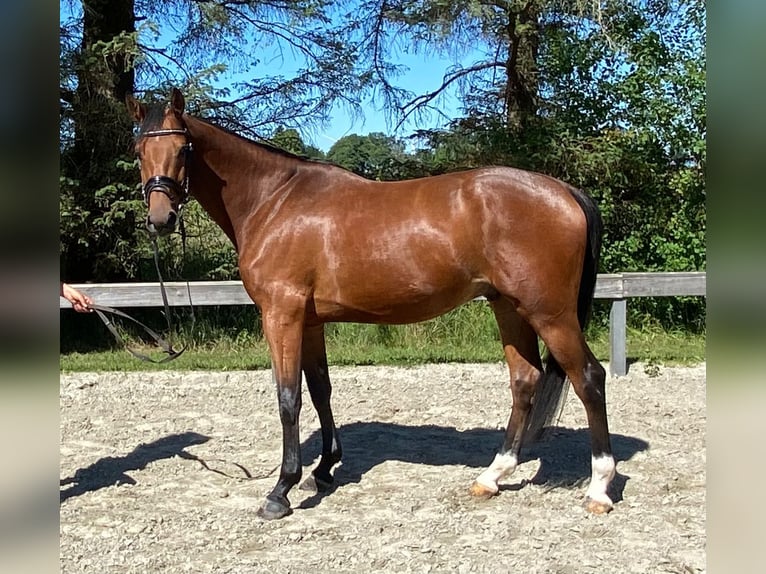 Holsteiner Hongre 4 Ans 164 cm Bai in S&#xFC;derl&#xFC;gum