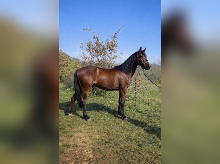 Holsteiner Croisé Hongre 4 Ans 164 cm Bai in Poreč