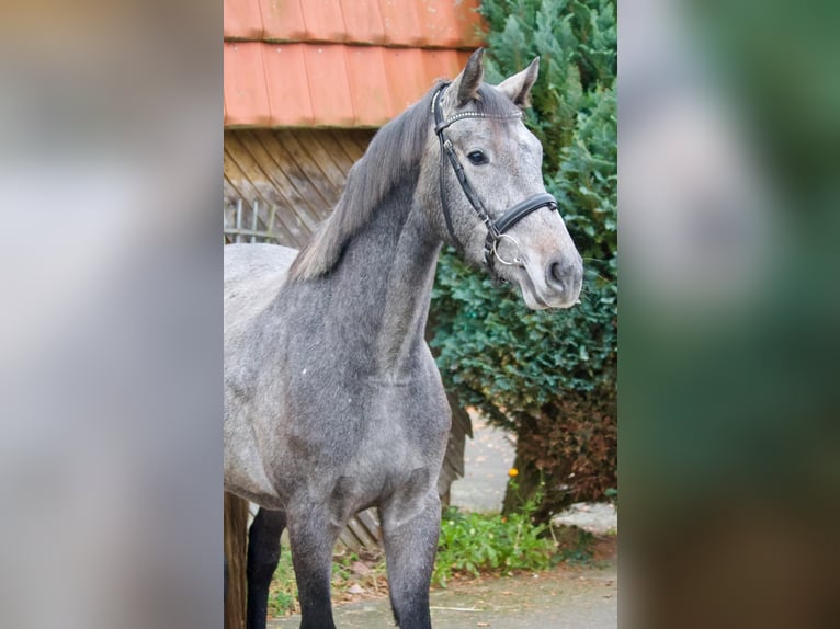 Holsteiner Hongre 4 Ans 164 cm Gris in Bargteheide