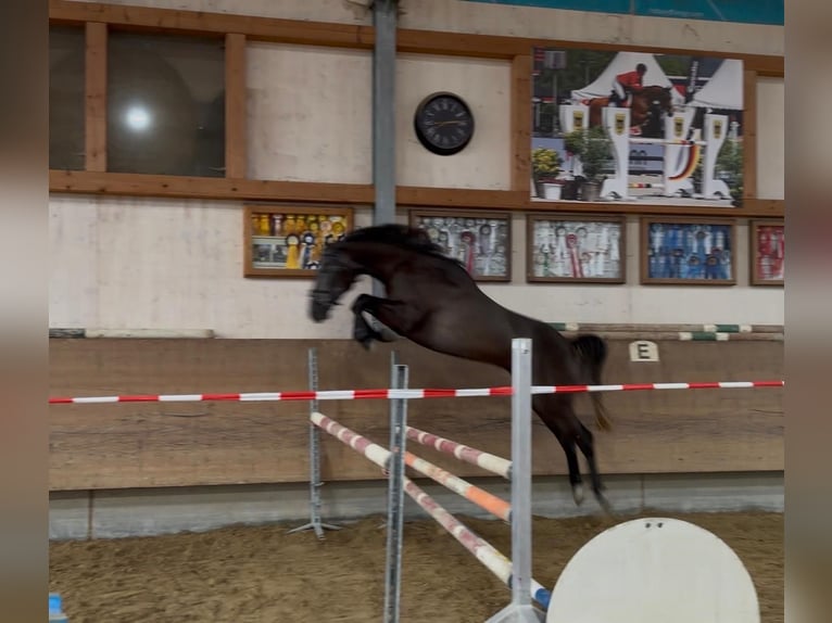 Holsteiner Hongre 4 Ans 164 cm Gris in Bad WurzachBad Wurzach