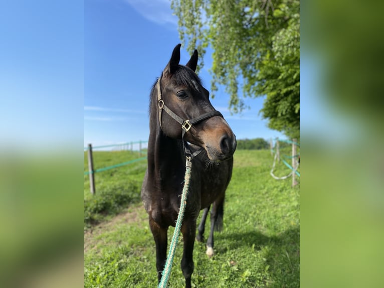 Holsteiner Hongre 4 Ans 165 cm Bai brun in Traunreut