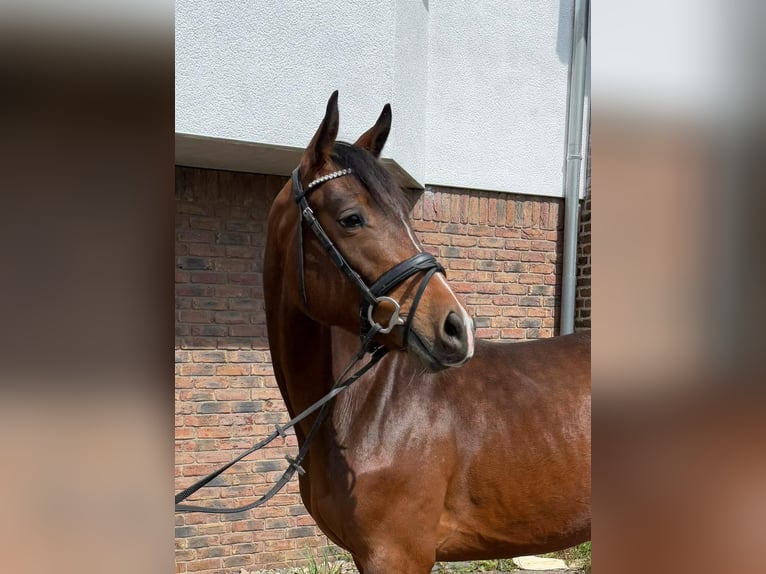 Holsteiner Hongre 4 Ans 165 cm Bai brun in Niederkassel