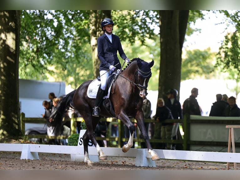 Holsteiner Hongre 4 Ans 165 cm Bai brun foncé in Tarp