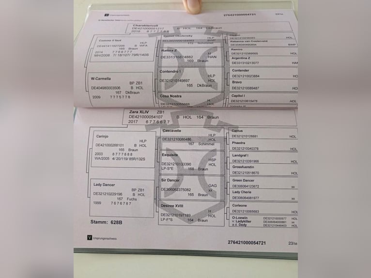 Holsteiner Hongre 4 Ans 165 cm Bai in Nordermeldorf
