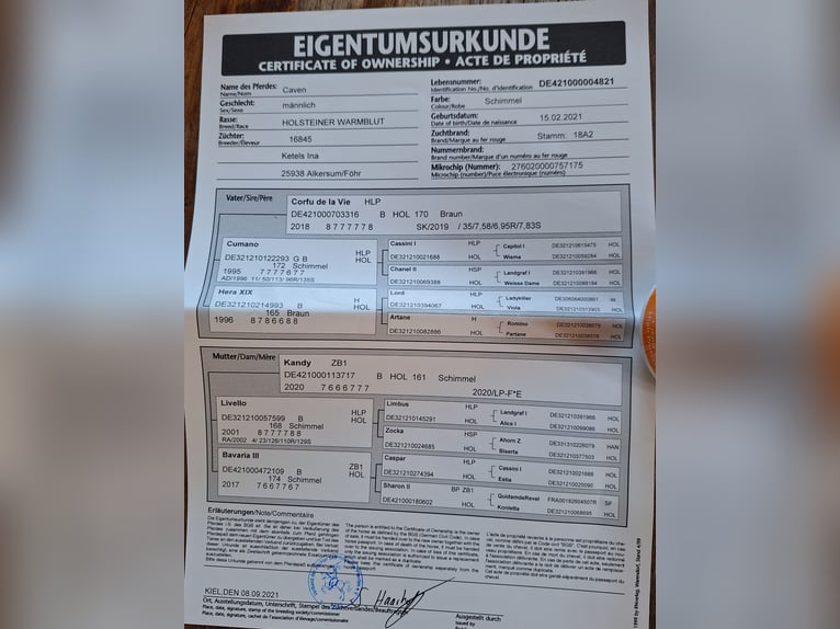 Holsteiner Hongre 4 Ans 165 cm Gris in Bühlerzell