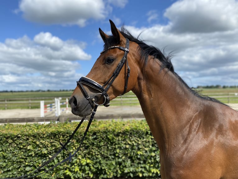 Holsteiner Hongre 4 Ans 167 cm Bai in Borsfleth