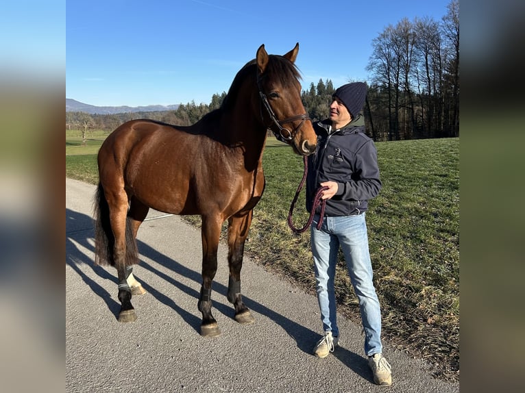 Holsteiner Hongre 4 Ans 167 cm Bai in Oberdorf