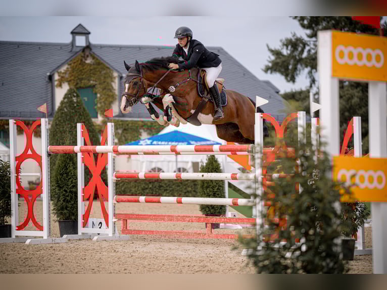 Holsteiner Hongre 4 Ans 167 cm Bai in Oberdorf