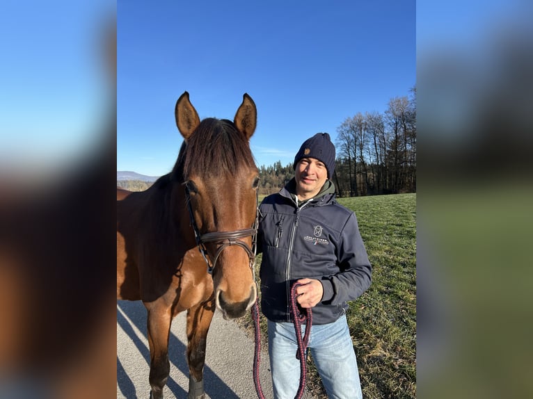 Holsteiner Hongre 4 Ans 167 cm Bai in Oberdorf