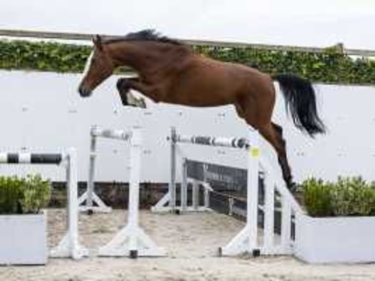 Holsteiner Hongre 4 Ans 168 cm Bai brun foncé in Waddinxveen