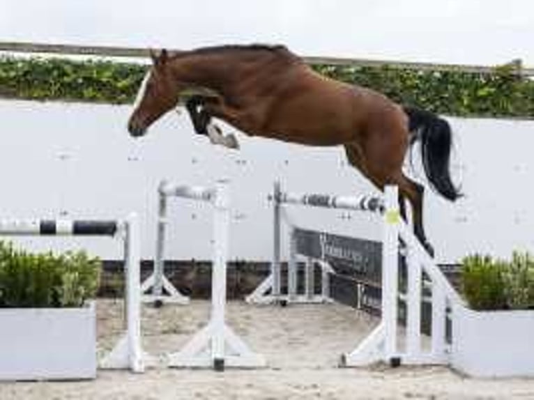 Holsteiner Hongre 4 Ans 168 cm Bai brun foncé in Waddinxveen