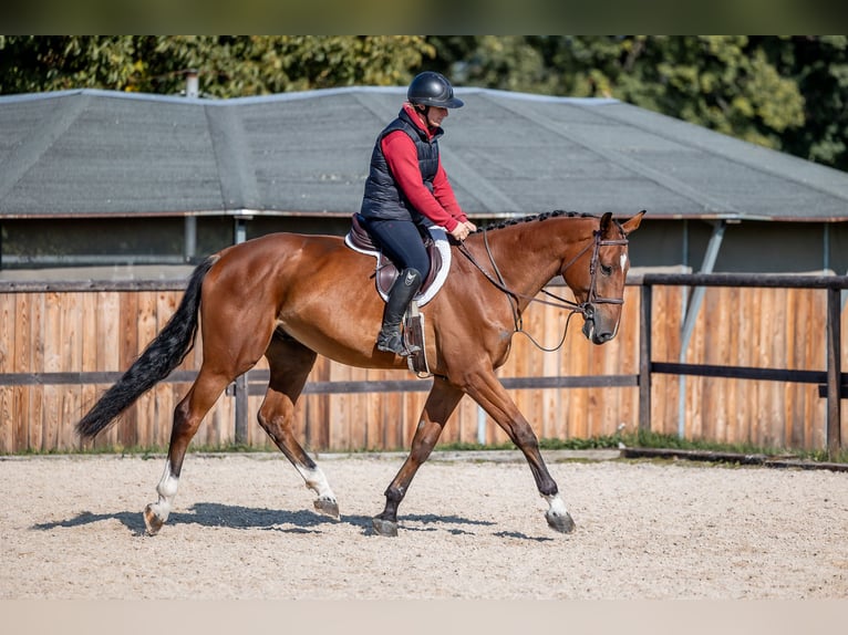 Holsteiner Hongre 4 Ans 168 cm Bai cerise in Zduchovice