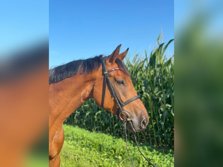 Holsteiner Hongre 4 Ans 168 cm Bai in Klein Barkau