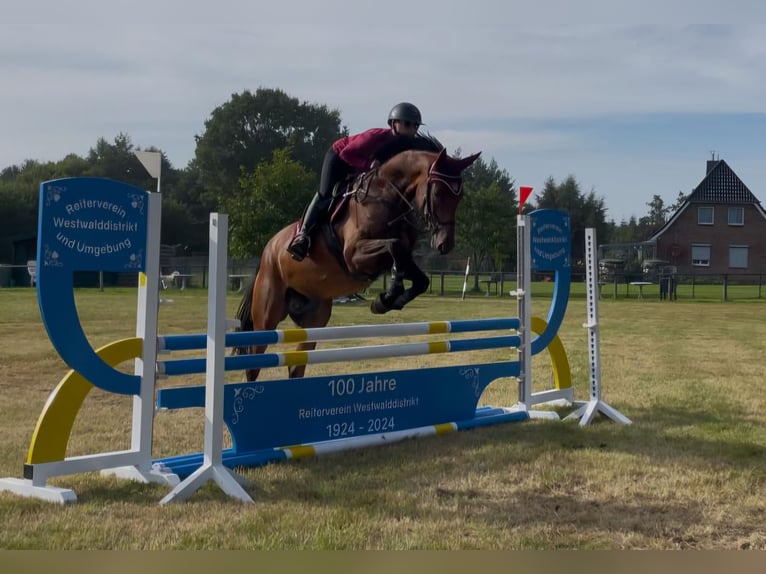 Holsteiner Hongre 4 Ans 168 cm Bai in Klein Barkau