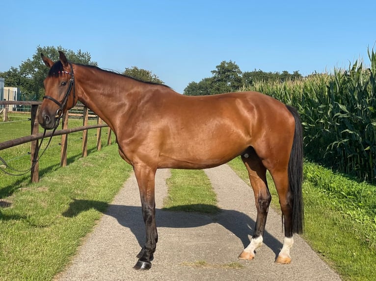 Holsteiner Hongre 4 Ans 168 cm Bai in Klein Barkau