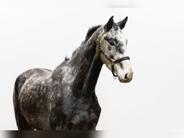 Holsteiner Hongre 4 Ans 168 cm Gris in Waddinxveen