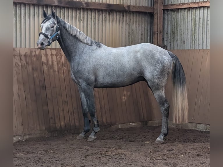Holsteiner Hongre 4 Ans 168 cm Gris pommelé in Seester