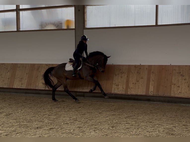 Holsteiner Hongre 4 Ans 169 cm Bai in Erharting