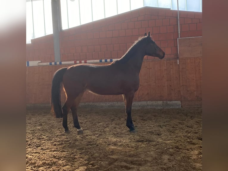 Holsteiner Hongre 4 Ans 169 cm Bai in Bargenstedt