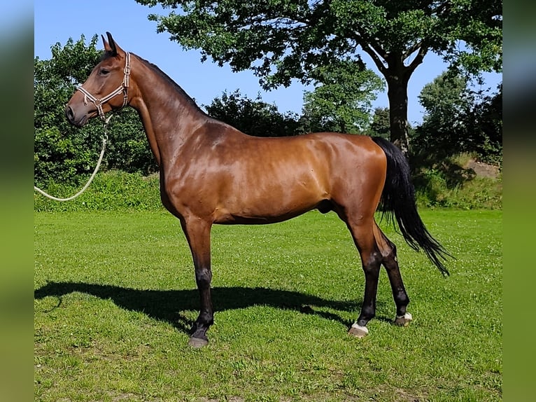 Holsteiner Hongre 4 Ans 169 cm Bai in Bargenstedt