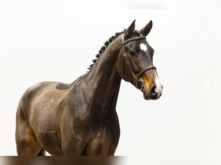 Holsteiner Hongre 4 Ans 169 cm Bai in Waddinxveen