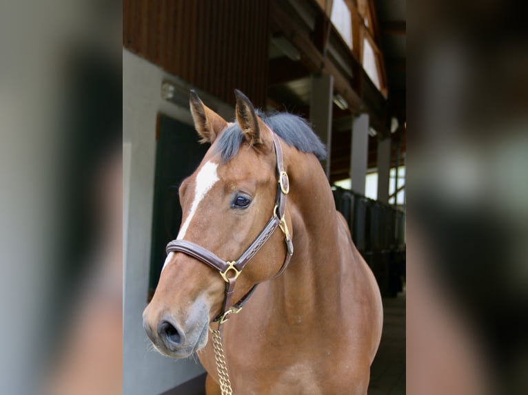 Holsteiner Hongre 4 Ans 169 cm Bai clair in Erharting