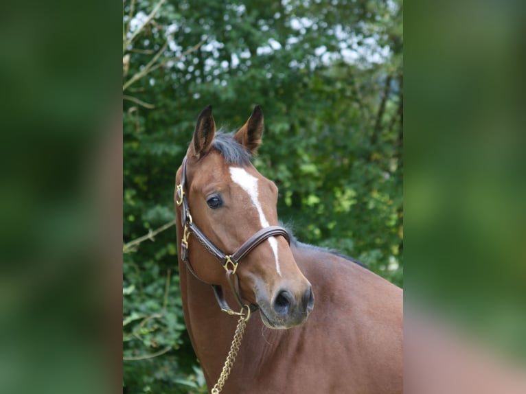Holsteiner Hongre 4 Ans 169 cm Bai clair in Erharting
