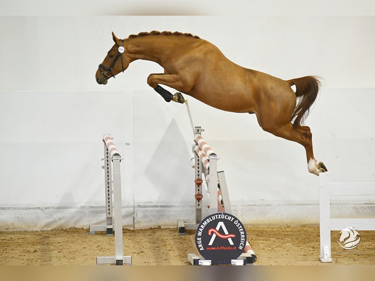 Holsteiner Hongre 4 Ans 170 cm Alezan in Sinzing