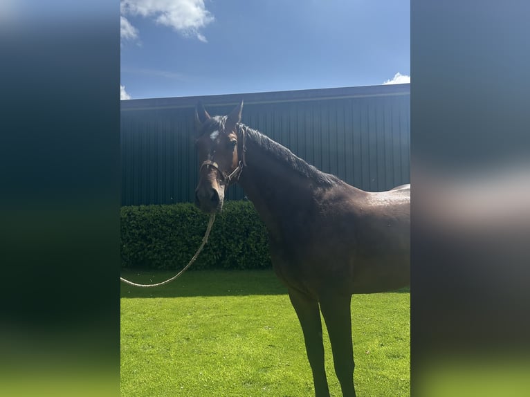 Holsteiner Hongre 4 Ans 170 cm Bai brun in Bargenstedt