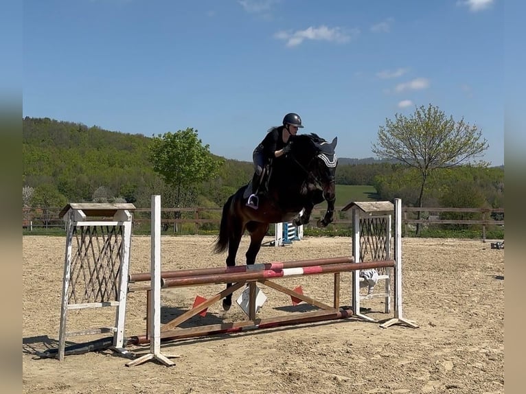 Holsteiner Hongre 4 Ans 170 cm Bai brun in Heiligenkreuz