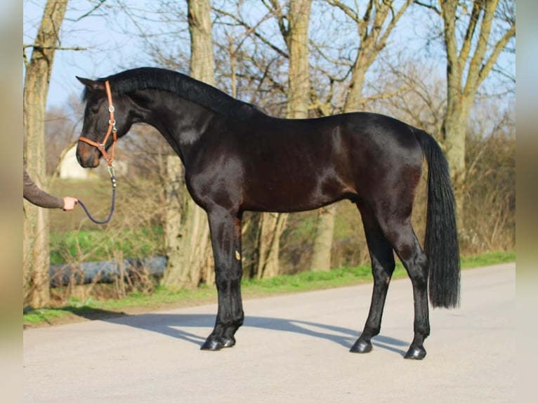 Holsteiner Hongre 4 Ans 170 cm Bai brun in Murska Soboda