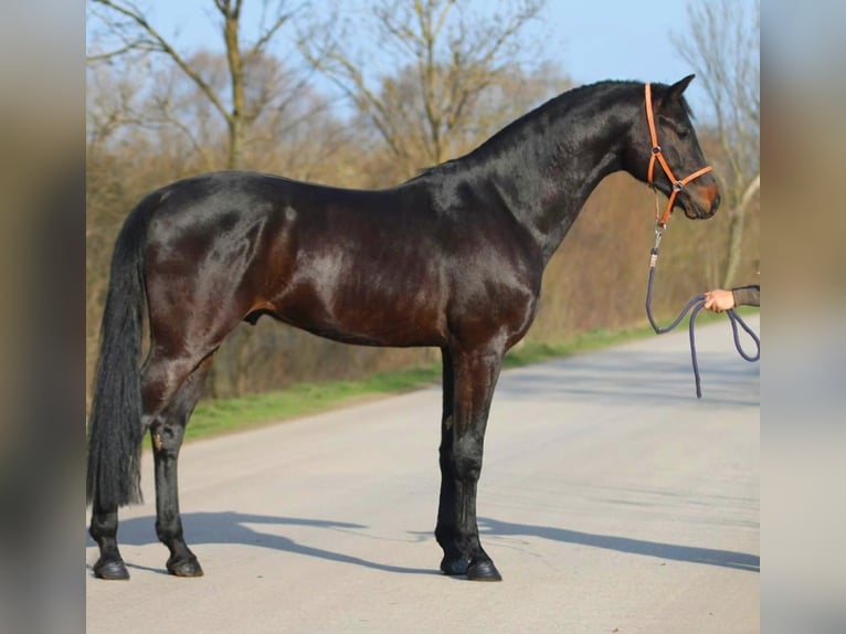 Holsteiner Hongre 4 Ans 170 cm Bai brun in Murska Soboda