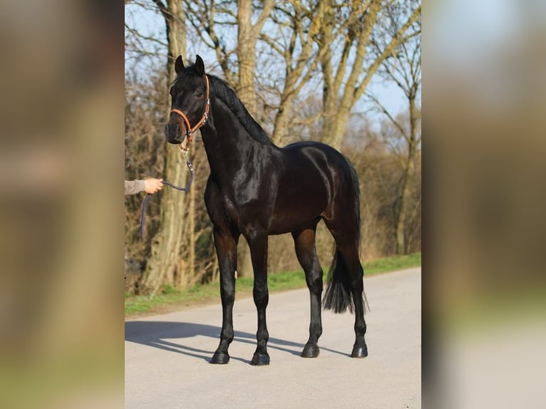 Holsteiner Hongre 4 Ans 170 cm Bai brun in Murska Soboda