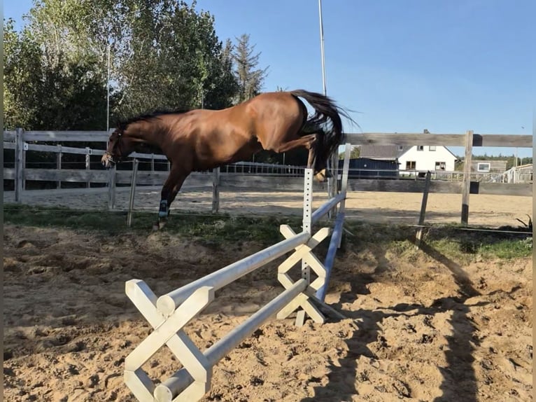 Holsteiner Hongre 4 Ans 170 cm Bai in Horstedt