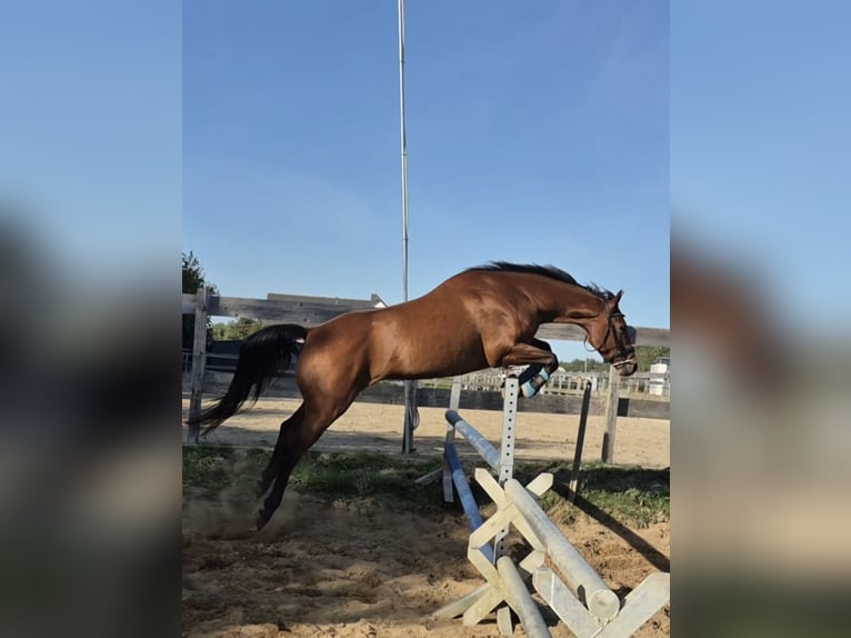 Holsteiner Hongre 4 Ans 170 cm Bai in Horstedt