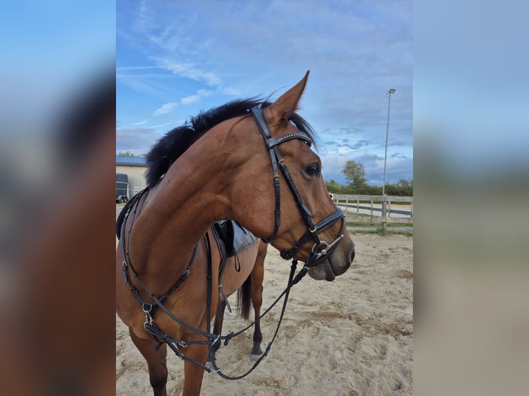 Holsteiner Hongre 4 Ans 170 cm Bai in Horstedt