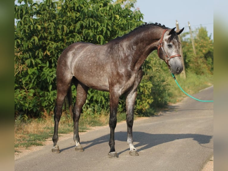 Holsteiner Hongre 4 Ans 170 cm Gris in Budapest