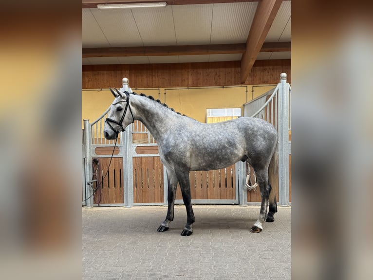 Holsteiner Hongre 4 Ans 170 cm Gris in Kirchenthumbach