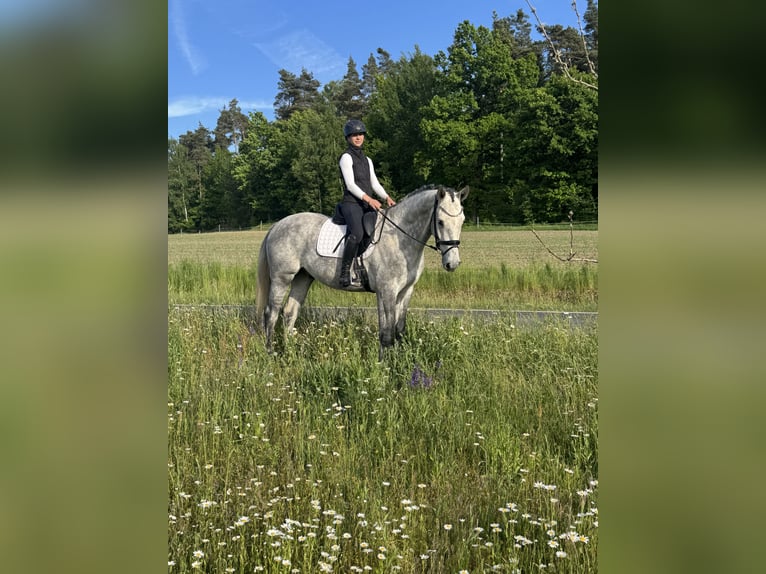 Holsteiner Hongre 4 Ans 170 cm Gris in Kirchenthumbach