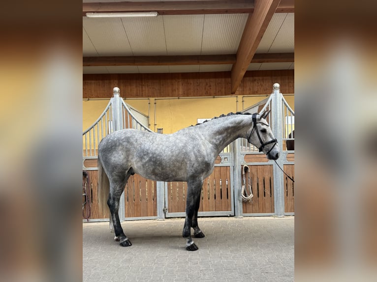 Holsteiner Hongre 4 Ans 170 cm Gris in Kirchenthumbach