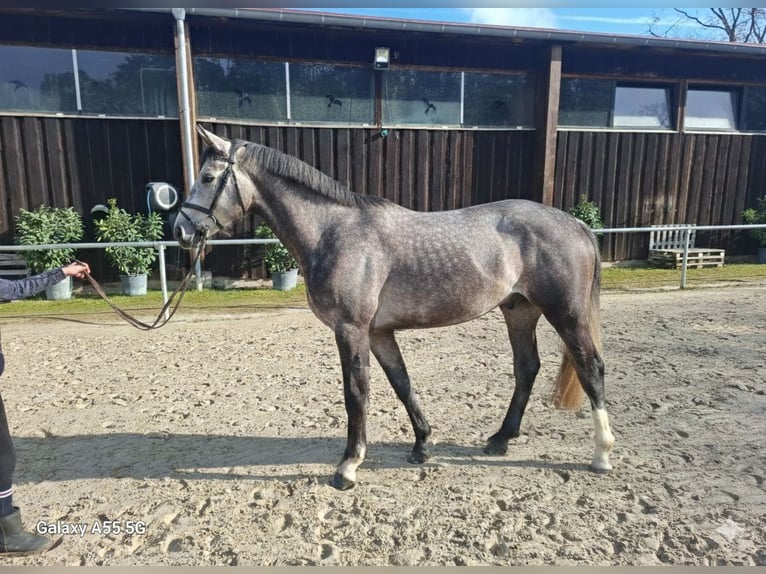 Holsteiner Hongre 4 Ans 170 cm Gris in Mannheim