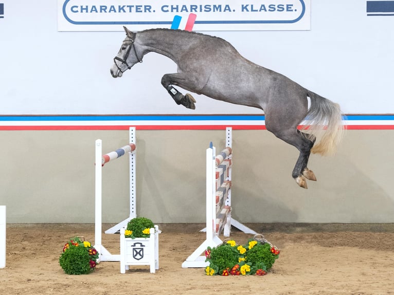 Holsteiner Hongre 4 Ans 170 cm Gris in Elmshorn