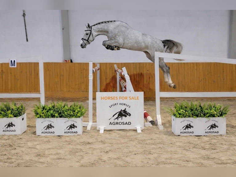 Holsteiner Hongre 4 Ans 170 cm Gris in KRAJENKA