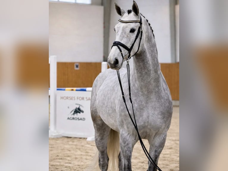 Holsteiner Hongre 4 Ans 170 cm Gris in KRAJENKA