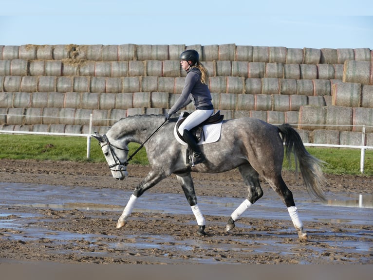Holsteiner Hongre 4 Ans 170 cm Gris in Ganschow