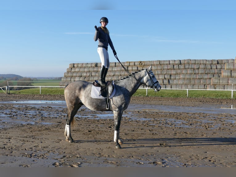 Holsteiner Hongre 4 Ans 170 cm Gris in Ganschow