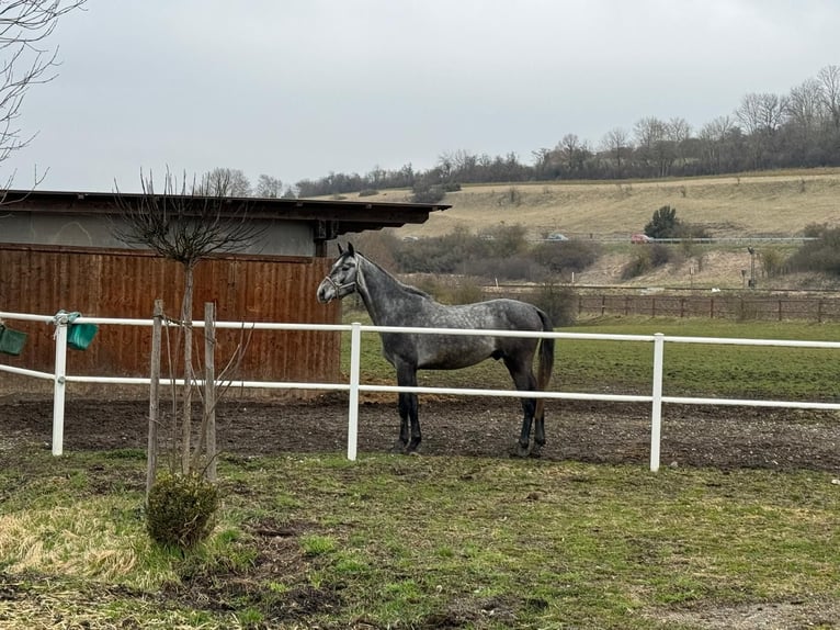 Holsteiner Hongre 4 Ans 170 cm Gris pommelé in Illertissen