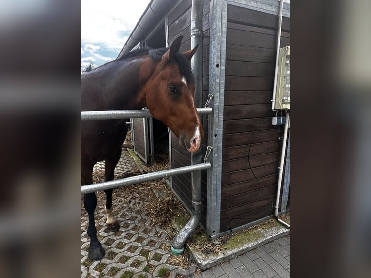 Holsteiner Hongre 4 Ans 172 cm Bai in Mohrkirch